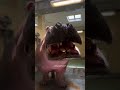 Before And After | AnimaLs transformaTION |CompilaTion | 😳😳