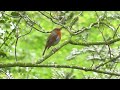 Four hours of white noise-birds contend||Crisp birdsong||Relief and relax background music