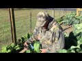 How to Grow Collard Greens - Huge Harvest