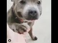 Generous dog