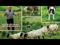 Ireland's Brendan Ferris, Sheepdog Trainer