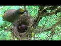 Mother Bird Brings Many Insect Treats to Hungry Chick – Mom Fails to Catch Feces While Feeding E219