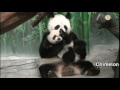 Chimelong Xiangjiang Safari Park triplets panda