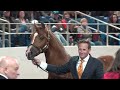 Scottsdale Arabian Horse Show Liberty Run 2022 Winning Stallion Bryzzo