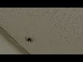 Spider on my ceiling (part one)