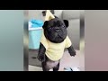 CLASSIC Dog and Cat Videos 🐱🤣😸 1 HOURS of FUNNY Clips 🐶 Cute baby animals videos 2024