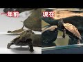 【天然石のカメ水槽】川で拾ったイシガメ！ 一年後！＆ 水槽メンテナンス