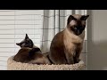 Siamese Kitten - Sokka Gets a Bath