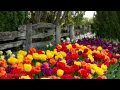 Tulips at Roozengaarde Display Garden, Skagit Valley 20150418 4K UHD