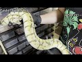 輸入したヘビ(ボールパイソン)を紹介します！part2