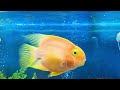 Aquarium 4K (ULTRA HD) - The Most Beautiful Fish In The World, The Ultimate Underwater Escape