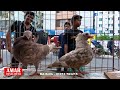 মেরাদিয়া কবুতর হাট ১৭-৭-২০২৪ | kobutor hat 2024 | pigeon market in bangladesh | meradiya kobutor hat