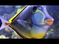 Mauritius Aquarium Odysseo - 4K UHD GoPro HERO 8 - VIVO X80 PRO