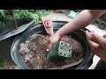 The SECRET To Growing MORINGA | Propagation Tips