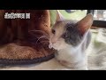 【Kitten Rescue cat】Protecting a 3-Day-Old Kitten Arumi Digest