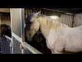 HORSE STABLE NIGHT ROUTINE  | SUMMER |
