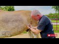 ABUSED & SCARRED DRAFT HORSE ~ GETS EMOTIONAL SESSION with THE ANIMAL CRACKER!