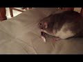 dumbo rat runs off with candy