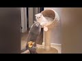 🐱 Try Not To Laugh Dogs And Cats 🐱🤣 Best Funny Cats Videos 😅😸