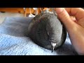 How to pet a pigeon 2