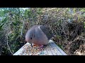 Mourning Dove Song Coo Call Sounds - Amazing Close-Up