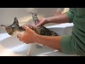 First shampoo for a skinny cat