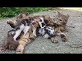 Baby kittens meowing very loudly for mom cat