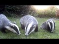 Close Up Badgers