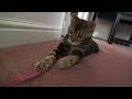 Benji the Bengal Cat: from Kitten to Adulthood
