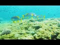Under Red Sea 4K - Beautiful Coral Reef Fish in Aquarium, Sea Animals for Relaxation - 4K Video #9
