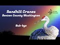 One Minute of Sandhill Cranes