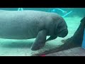 Chonky Manatee Boop-Smush