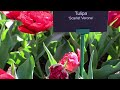 Keukenhof 2024 - So beautiful! Colorful Tulips in bloom - 4K