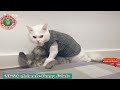 🐱🐶JOYRIDE&more || TikTok Animals-Funny and Cute Channel.🐒🐦