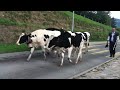 Travel of cows