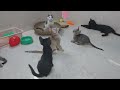 Funniest Dogs And Cats Videos 2024🤔You Laugh You Lose🐶