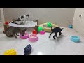 CLASSIC Dog and Cat Videos😻🤣🐶1 HOURS of FUNNY Clips