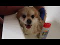 HUNTINGTON DOG BEACH, CA | Meet My Pomeranian | CJ in SoCal VLOGs