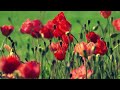 A video of flowers