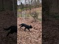 German Shepherd running down doodle for his stick.