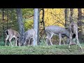 Morning deer feeding.