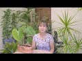 Philodendron Gloriosum plant update | how to propagate and treat spider mites #philodendrongloriosum