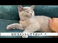 [Personality of British Shorthair] What I found out by keeping it, such as nostalgia 【british blue】