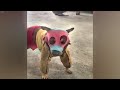 Funniest Dogs and Cats 🐕 Funniest Catss 2024 🤣