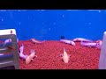 可愛的 六角恐龍 😊😉 Axolotl/Mexican salamander/Mexican walking fish ( Ambystoma mexicanum )