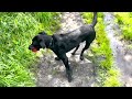 A summer walk with Boef the Dog🌦️🔴🐕‍🦺