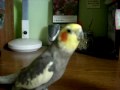 Cockatiel whistling randomly