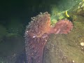 Giant Pacific Octopus and wolf eel attack