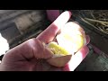 Portland chickens laid hard boiled eggs!! WTF?!?! PACIFIC NORTHWEST HEAT WAVE 2021