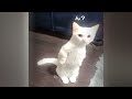 🤣 Funniest Cats and Dogs 😸 Best Funny Animal Videos 2024 🐱